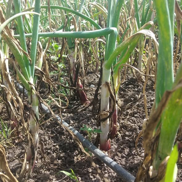 البصل دا علاجه اي لو سمحتوا